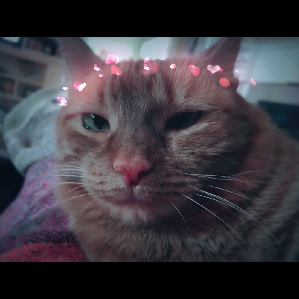 Meet your Posher, Angie